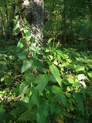 Scrophularia marilandica