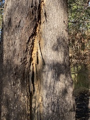 Eucalyptus moluccana