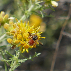 Dieunomia nevadensis