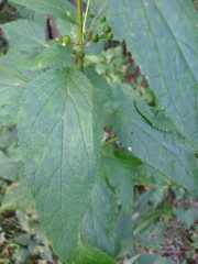 Scrophularia marilandica