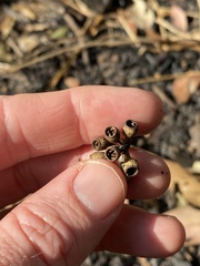 Eucalyptus moluccana