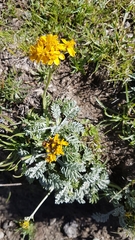 Jacobaea incana