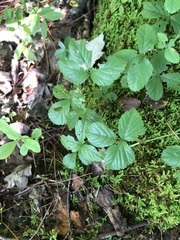 Rubus hispidus