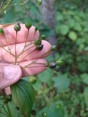 Scrophularia marilandica