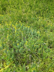 Euphorbia cyparissias