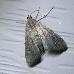 Elophila gyralis