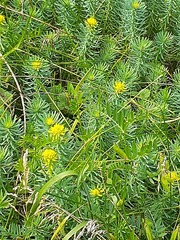 Euphorbia cyparissias