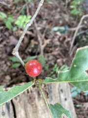 Disholcaspis quercusglobulus