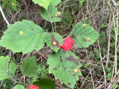 Crataegus mollis