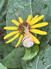 Helicoidea