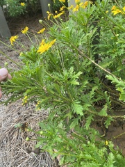 Euryops