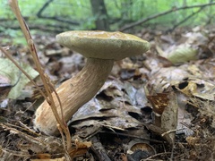 Boletus chippewaensis