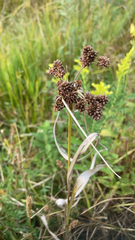 Scirpus atrovirens