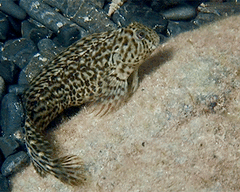 Parablennius sanguinolentus