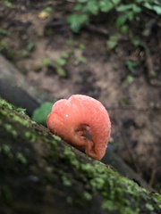 Rhodotus palmatus