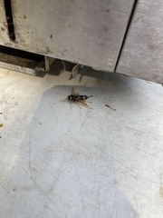 Urocerus flavicornis