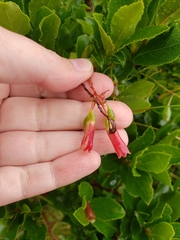 Vaccinium cylindraceum