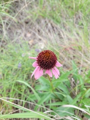 Echinacea angustifolia