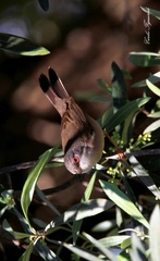 Curruca melanocephala