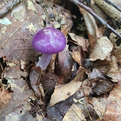 Cortinarius iodes