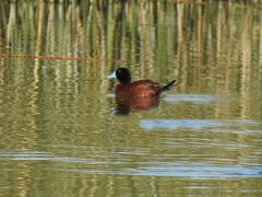 Oxyura vittata