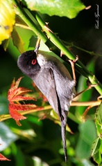 Curruca melanocephala