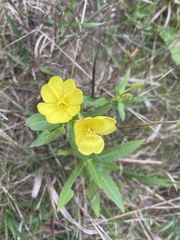 Oenothera parviflora