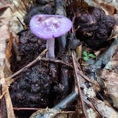Cortinarius iodes