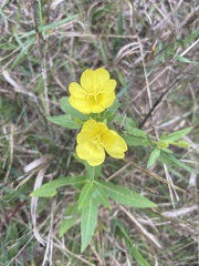Oenothera parviflora