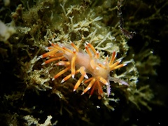 Coryphellina poenicia