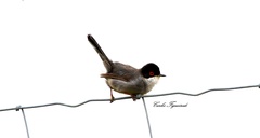 Curruca melanocephala