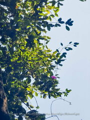 Plinia rivularis