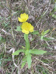 Oenothera parviflora