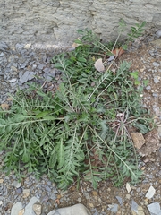 Capsella bursa-pastoris