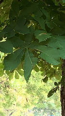 Aesculus hippocastanum