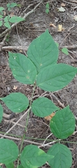 Aegopodium podagraria