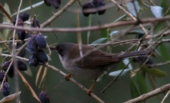 Curruca melanocephala