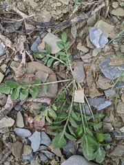 Capsella bursa-pastoris