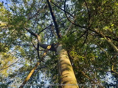 Ficus guaranitica