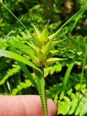 Carex intumescens