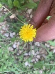 Cichorieae