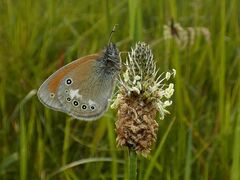 Coenonympha glycerion