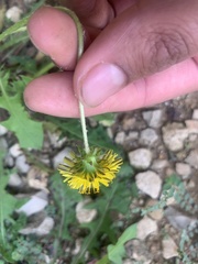 Cichorieae