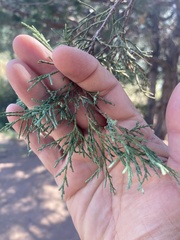 Juniperus scopulorum