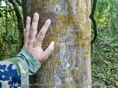 Albizia niopoides