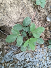 Fragaria virginiana