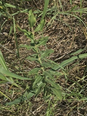 Asclepias viridiflora