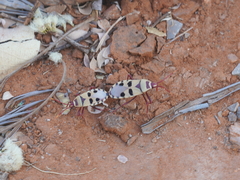 Probergrothius angolensis