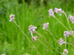 Erucaria hispanica