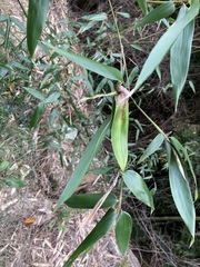 Phyllostachys aurea